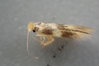 Bucculatrix thoracella
