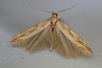 Metzneria neuropterella