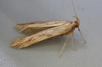 Metzneria neuropterella