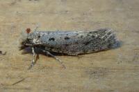 Anomalotinea liguriella