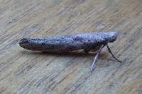 Paradoxus osyridellus