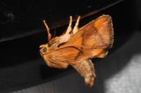 Apoda limacodes