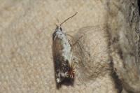 Ancylis laetana