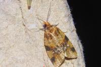 Epagoge grotiana