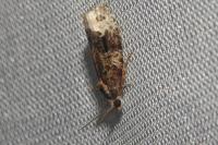 Apotomis capreana