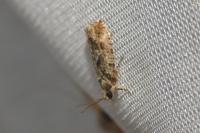 Zeiraphera isertana