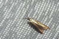 Coleophora