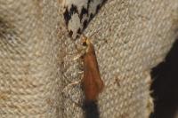 Crassa unitella