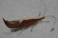Ypsolopha dentella
