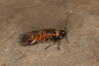 Pancalia leuwenhoekella