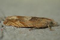 Eucosma conterminana