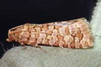 Lozotaeniodes formosana