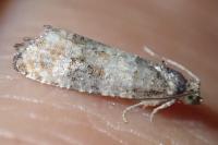 Piniphila bifasciana