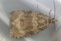 Celypha lacunana