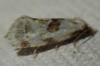 Aethes cnicana