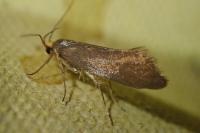 Crassa unitella