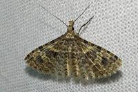 Alucita hexadactyla