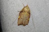Carcina quercana
