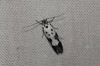 Ethmia quadrillella