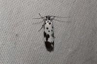 Ethmia quadrillella