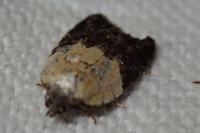 Acleris variegana