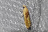 Eucosma gr. cana