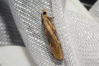Eucosma gr. cana