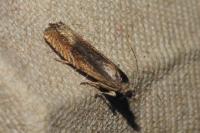 Eucosma gr. cana