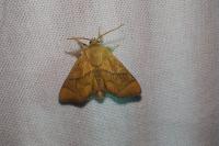 Apoda limacodes