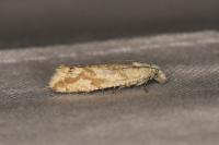 Thiodia citrana