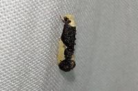 Monopis monachella