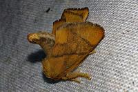 Apoda limacodes