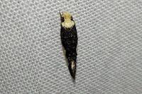 Monopis monachella