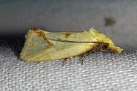Agapeta hamana