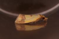 Agapeta zoegana