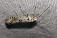 Yponomeuta irrorella