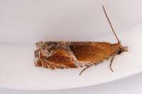 Ancylis obtusana
