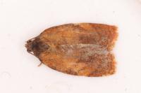 Cacoecimorpha pronubana
