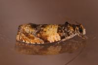 Celypha aurofasciana