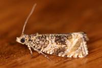 Celypha lacunana