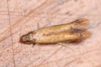 Coptotriche marginea