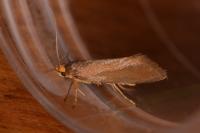 Crassa unitella