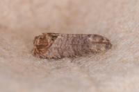 Cydia pomonella