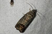 Cydia pomonella