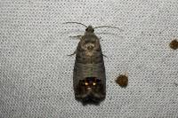 Cydia pomonella
