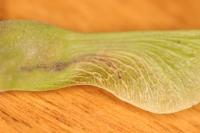 Etainia louisella