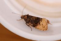 Hedya ochroleucana