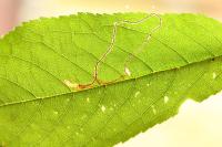 Lyonetia clerkella