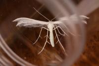 Pterophorus pentadactylus