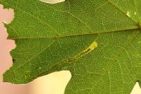 Stigmella aceris
